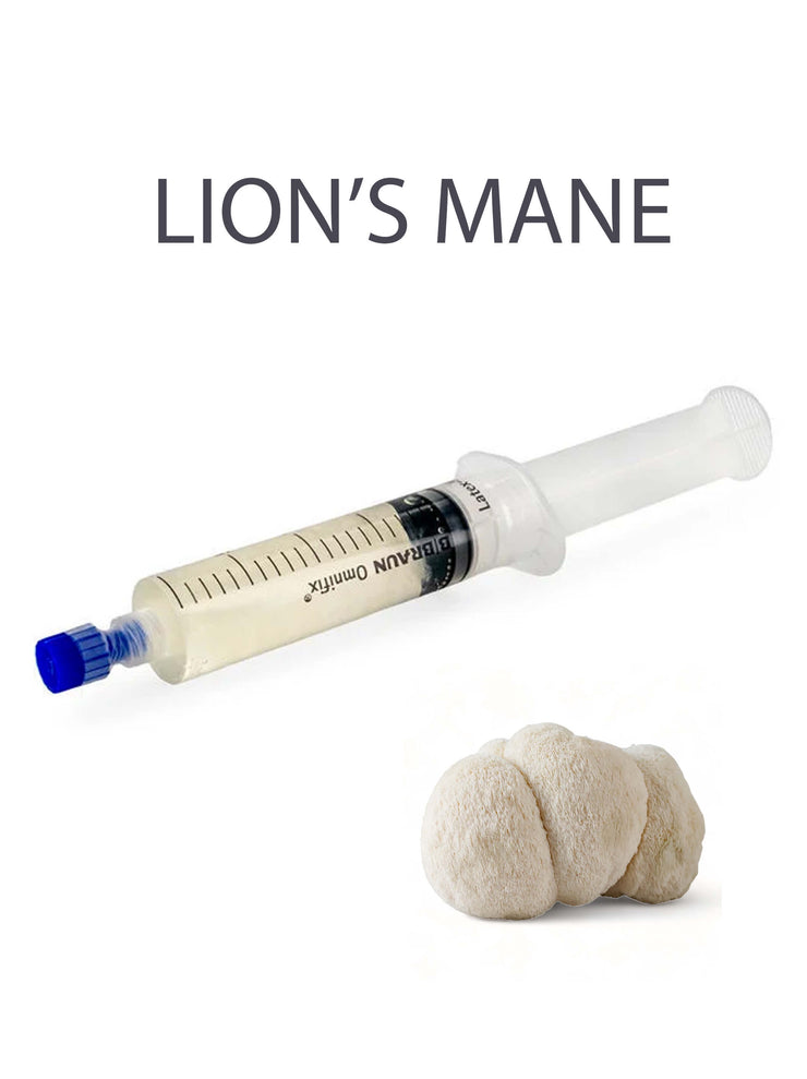 Lions Mane -sieninen nestemäinen kulttuuri