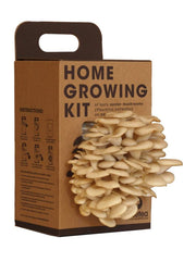 Sienen kasvupakkaus - osteri